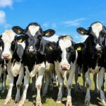 4BioDx-Holstein