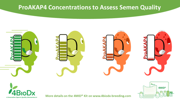 Semen Analysis Kit Bull 4MID® Kit (proAKAP4)
