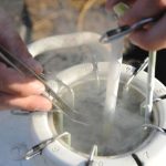 semen